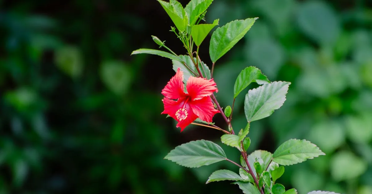 Hibiscus